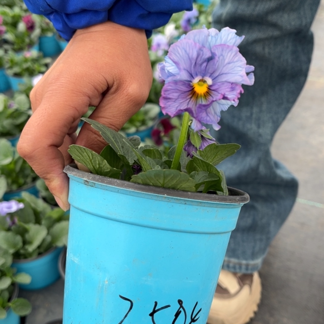 大部分花苞少量开放2584