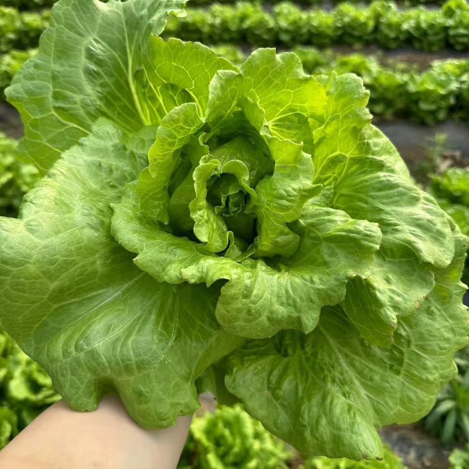 绿养道新鲜蔬菜意大利生菜