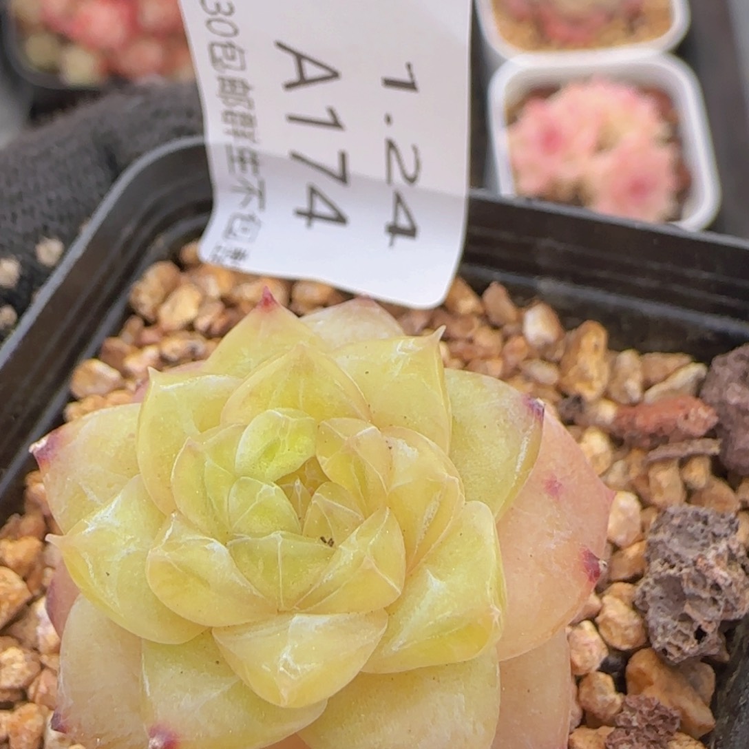 风花雪月单头一颗脱土