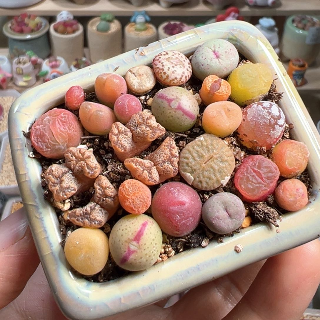 多肉植物193号肉锥混合