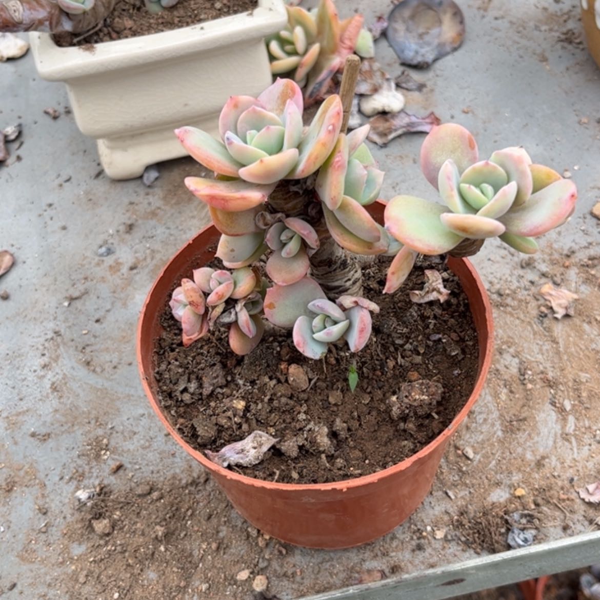 【闪购商品】无花朵红**叶