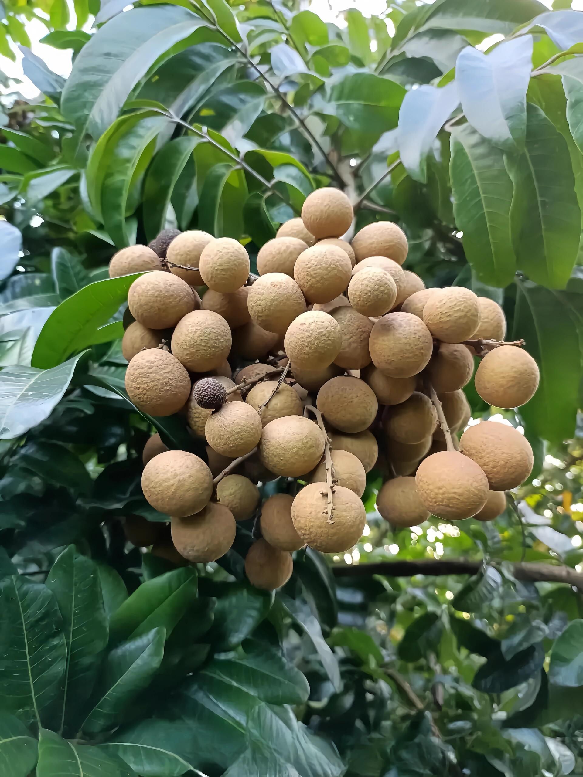 龙眼新鲜现摘清甜多汁肉厚饱满当季水果