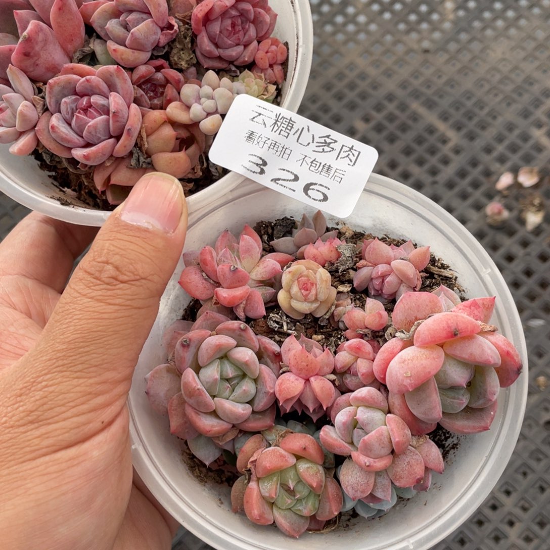 云糖心多肉植物326