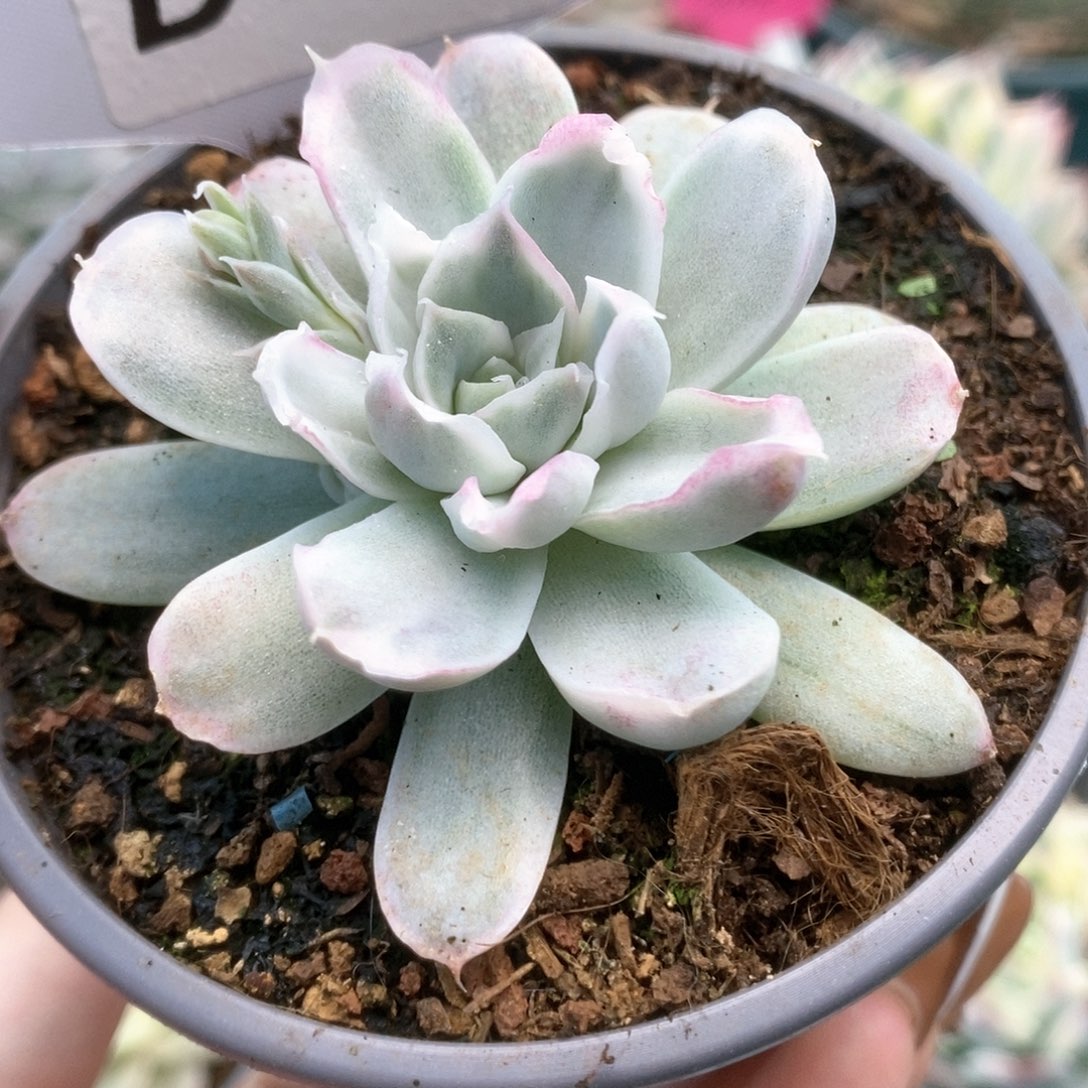 079辛普森锦锦锦锦锦锦