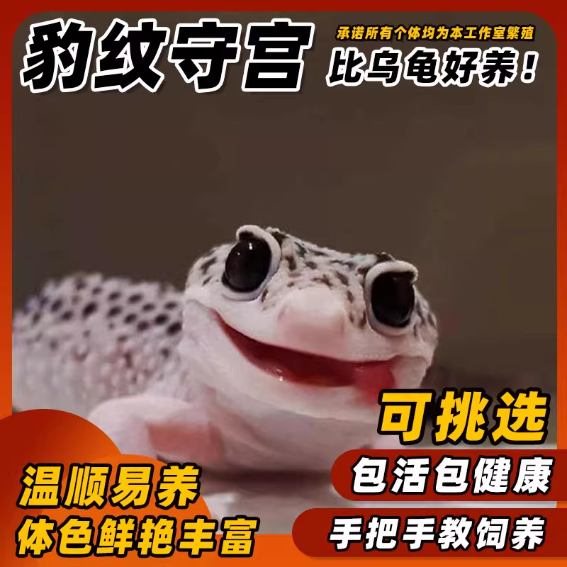 入门级网红宠物豹纹守宫蜥蜴活体温顺不咬人易养活
