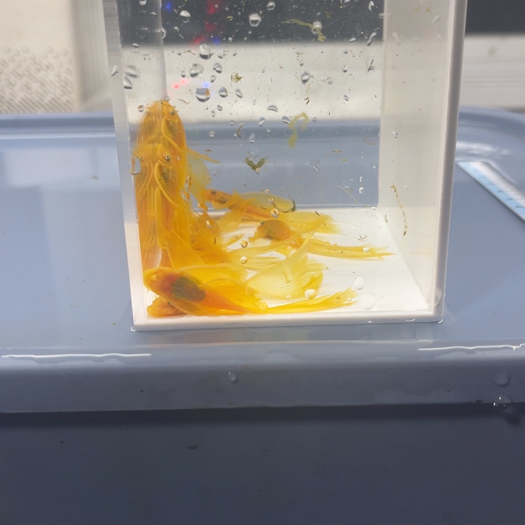 孔雀鱼中号帆10条开箱视频报损