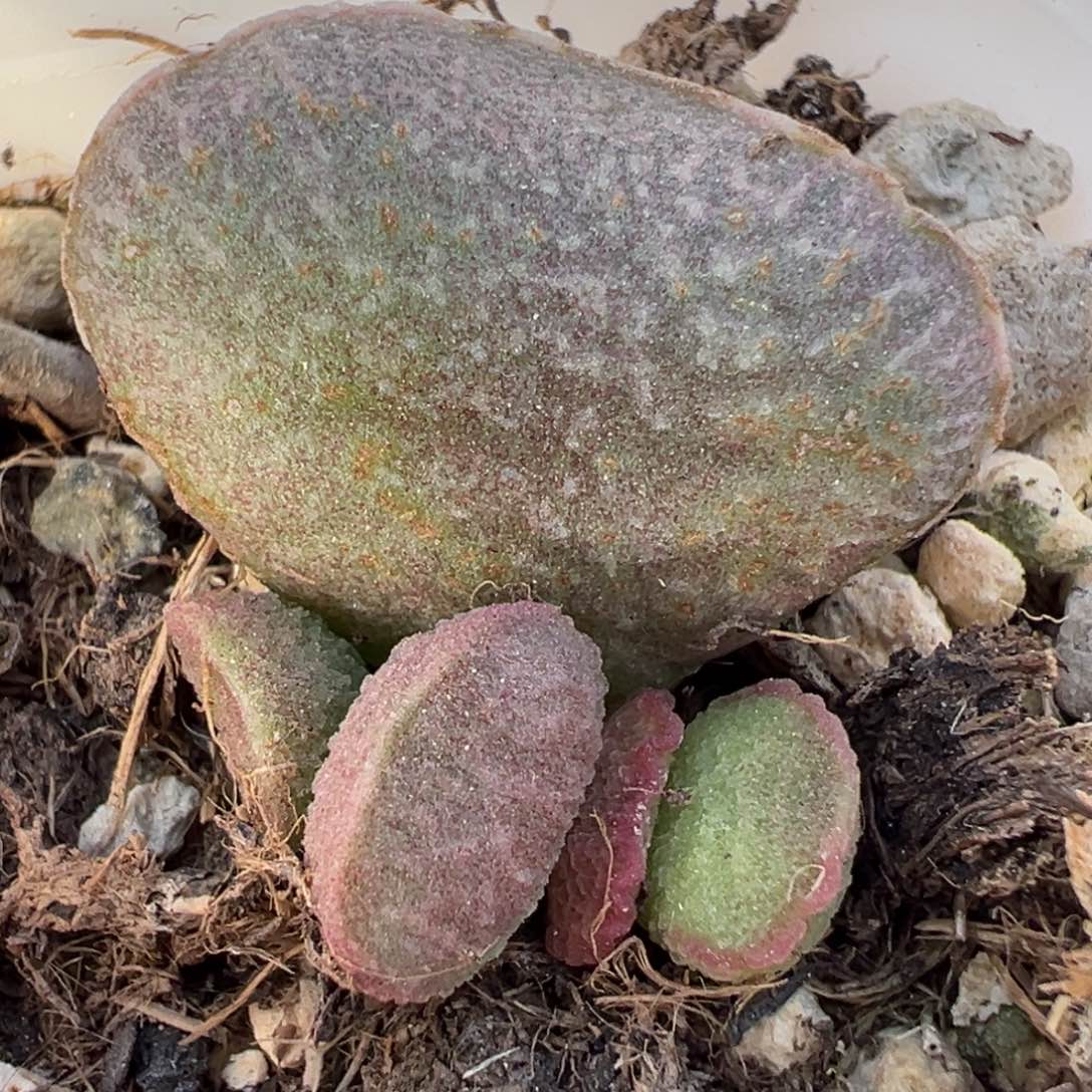 粉姬大苗多肉植物水泡多肉植物