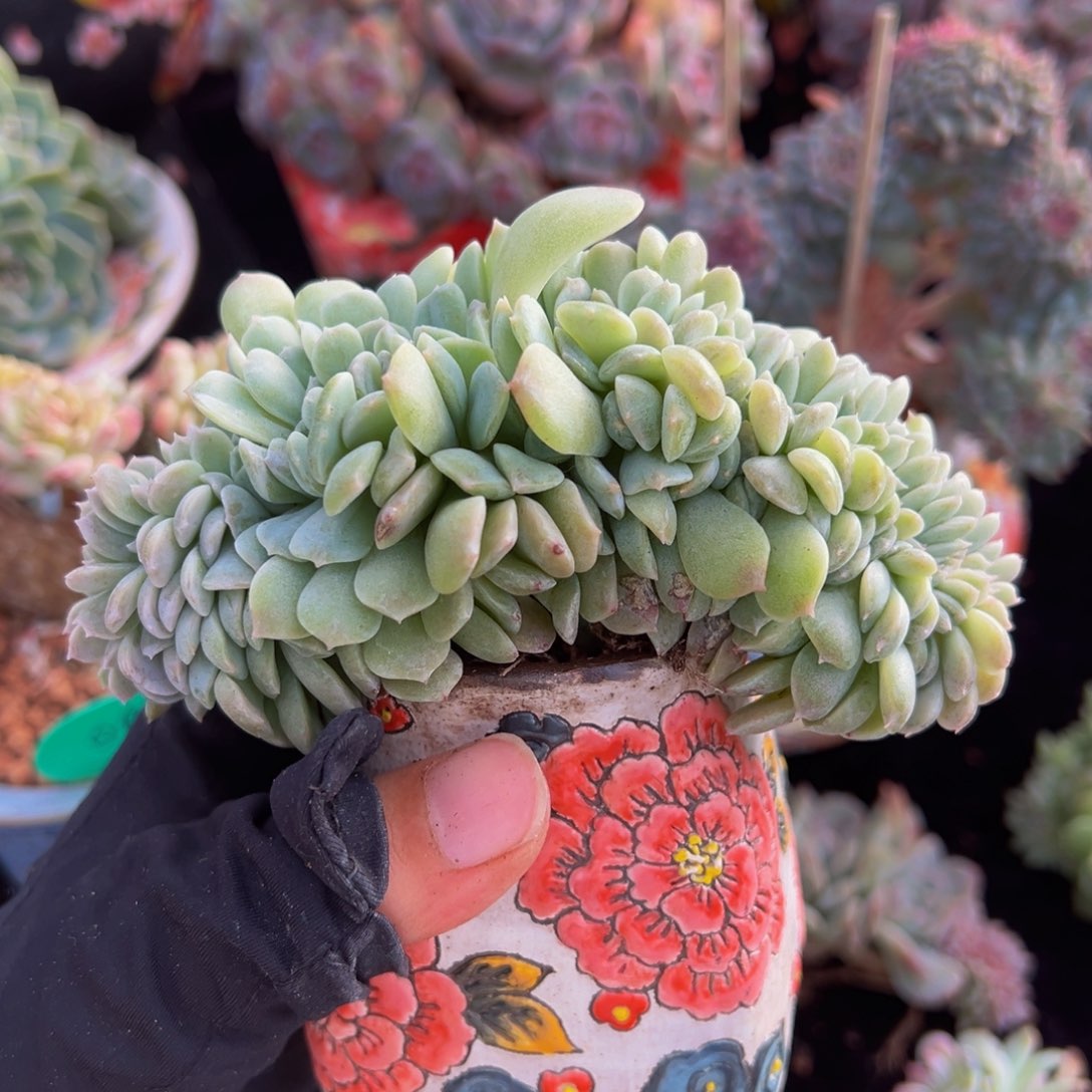 香芋紫冰魄缀鸡腿桩