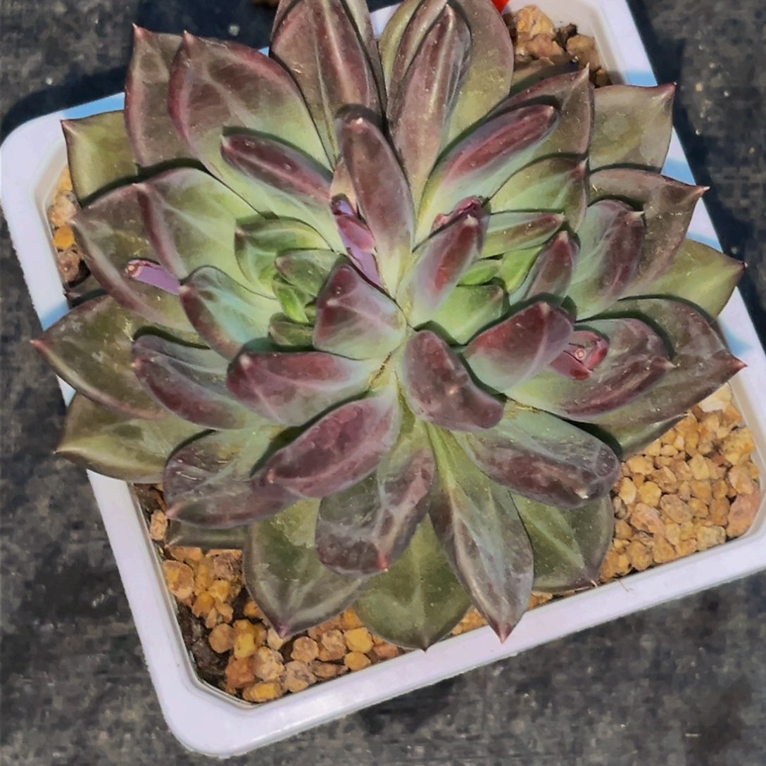 2341下午多肉植物群生