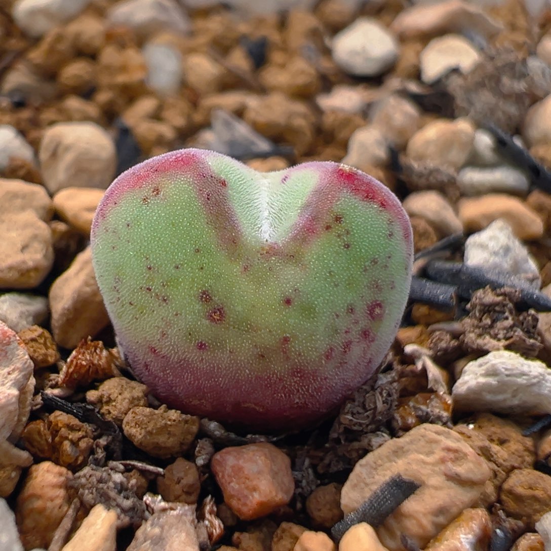 76多肉植物百科知识