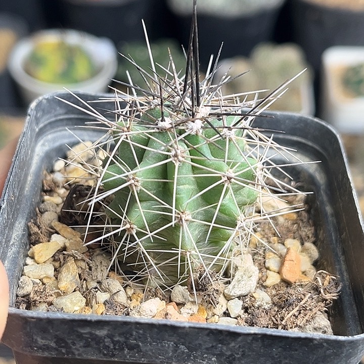 红花篝火虾实生球一颗3公分