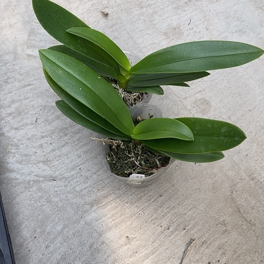 完全开放小茴紫3.0苗