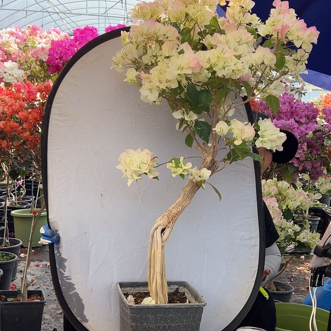 l***y大部分花苞少量开放M99绿樱