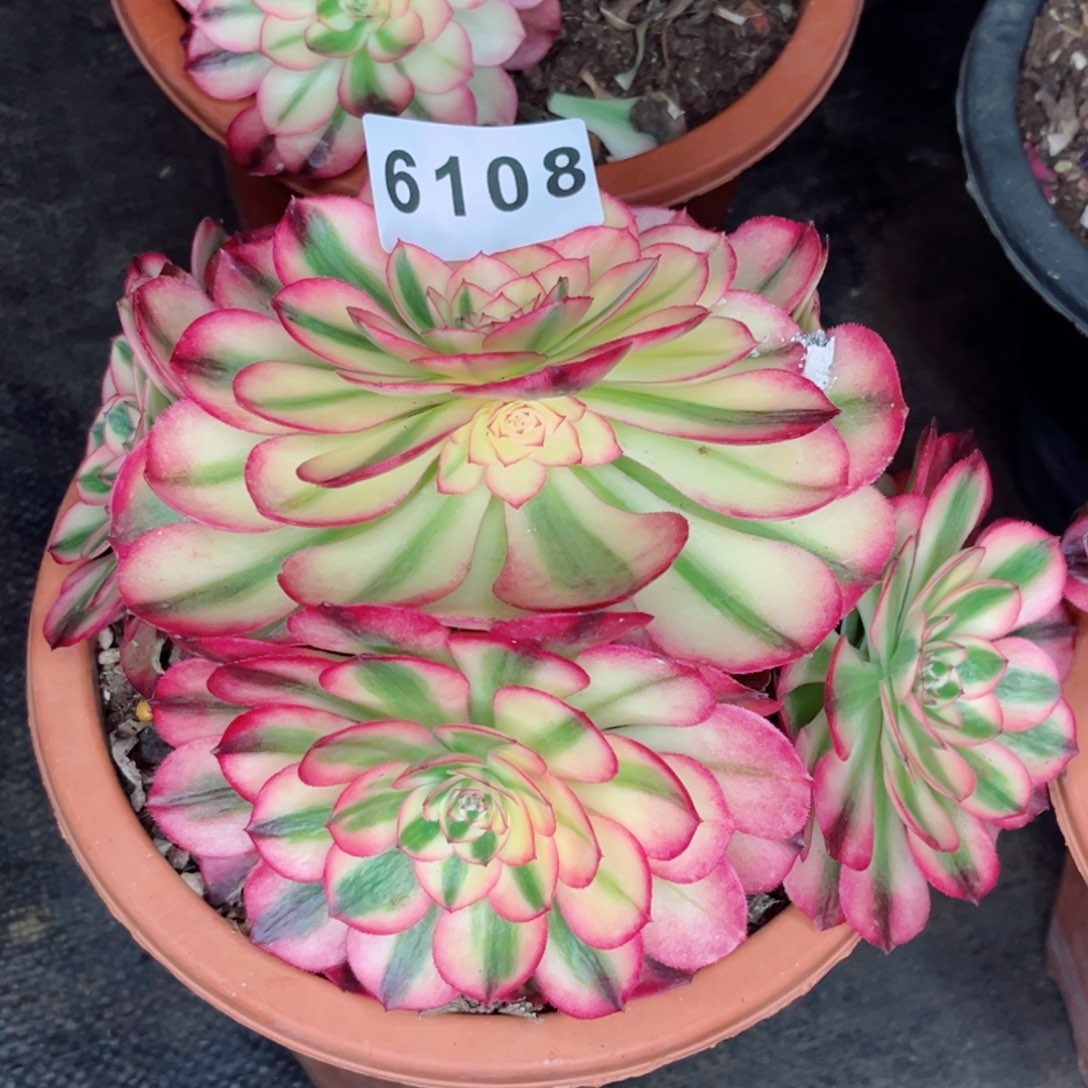 温***人荔枝多肉发货发货