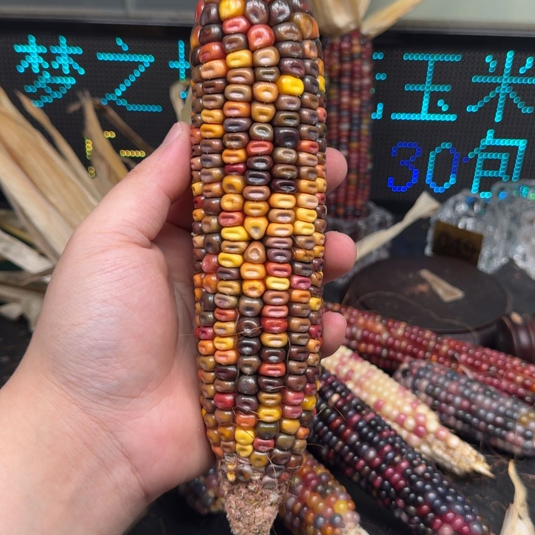 柏香籽/百香籽吊坠小***画