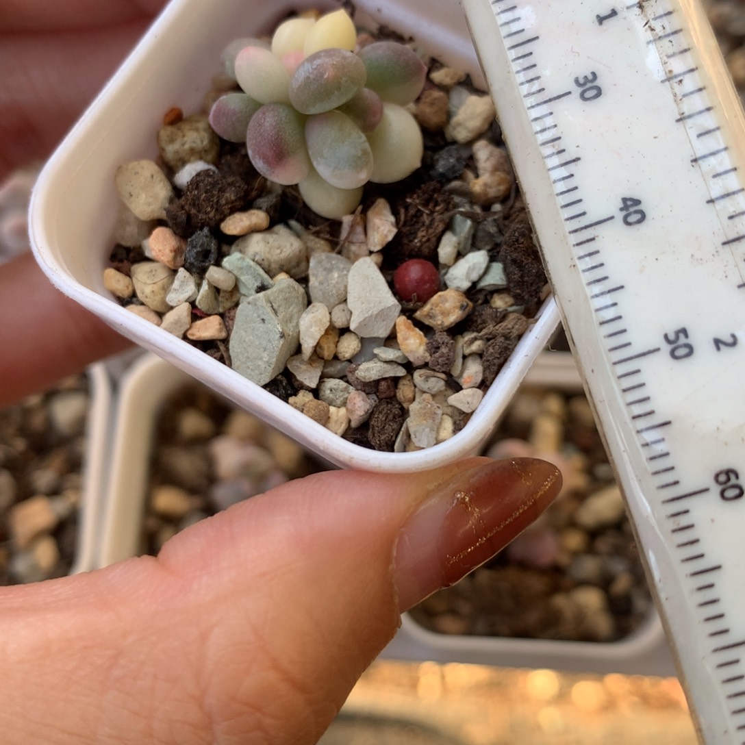 奶酪锦 小书肉奶酪多肉 