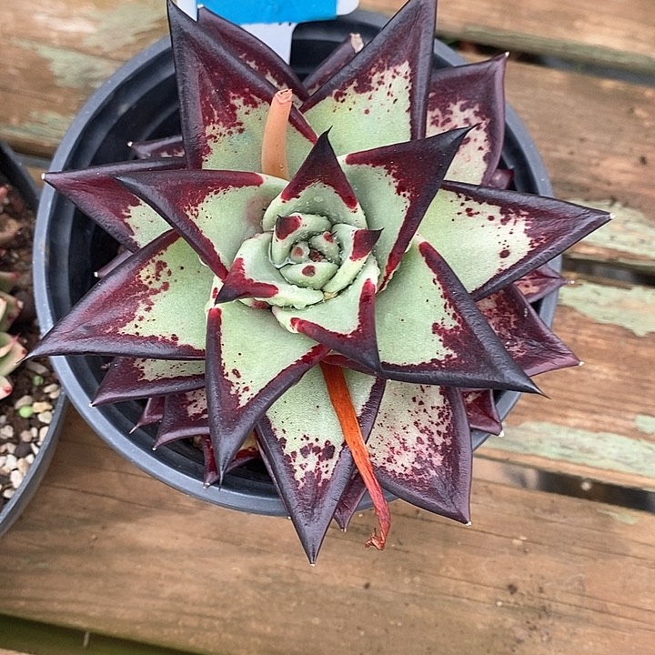 502————直播福利