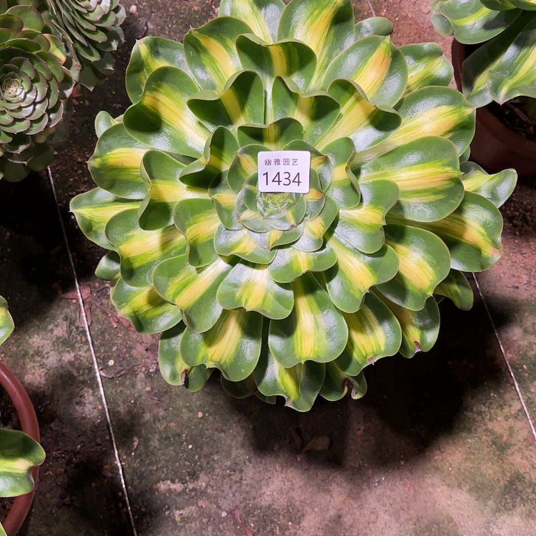 多肉法师暴君1434