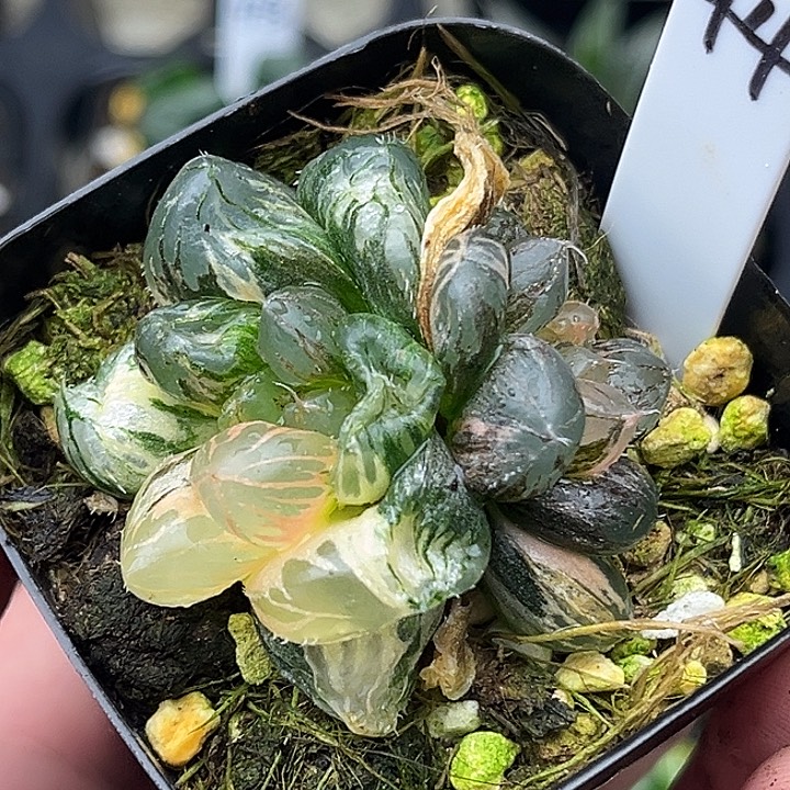 44双头龙爪玉露锦（畸形叶，介意勿拍）