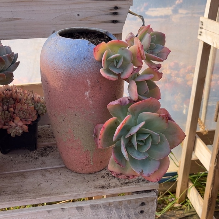 白凤多肉植物3 5 4