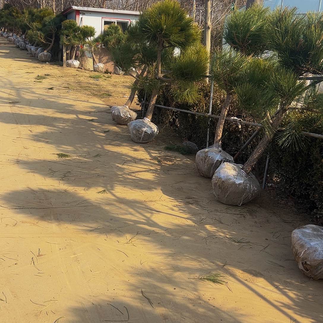 那**忆888888888888888