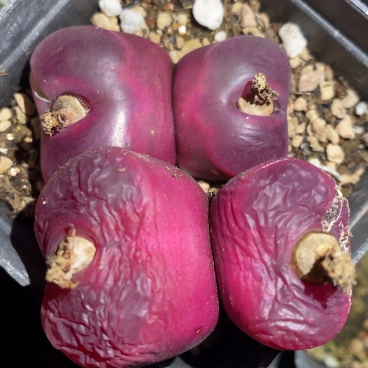 26265一组一组一组