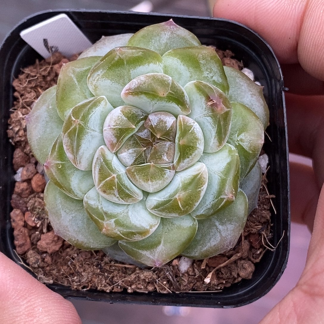 糖心30包邮非偏远
