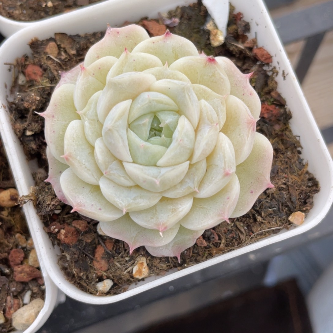 优选女王多肉福利2564