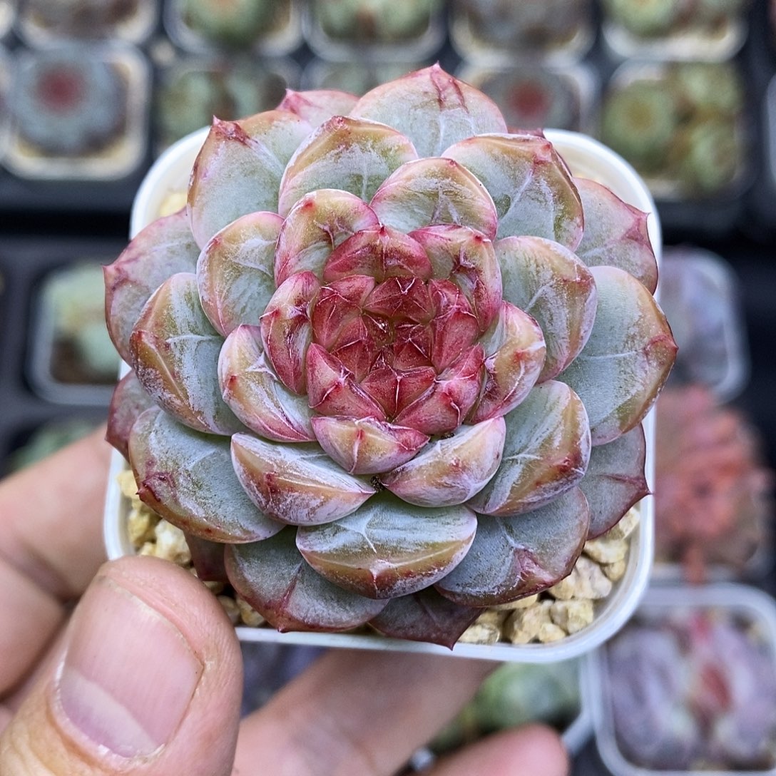 石榴珍妮5厘米盆多肉