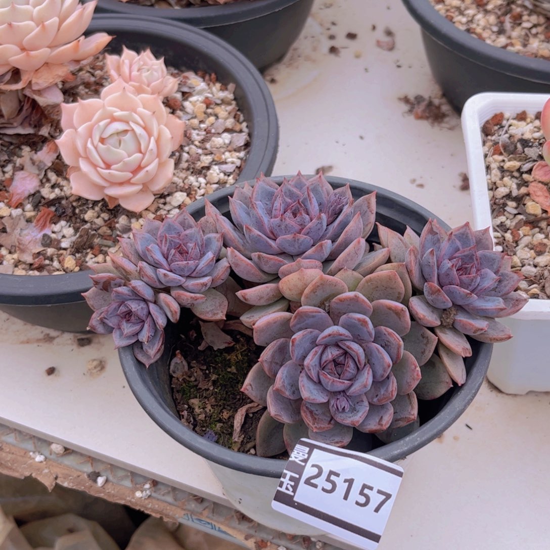 紫熏多肉植物25157