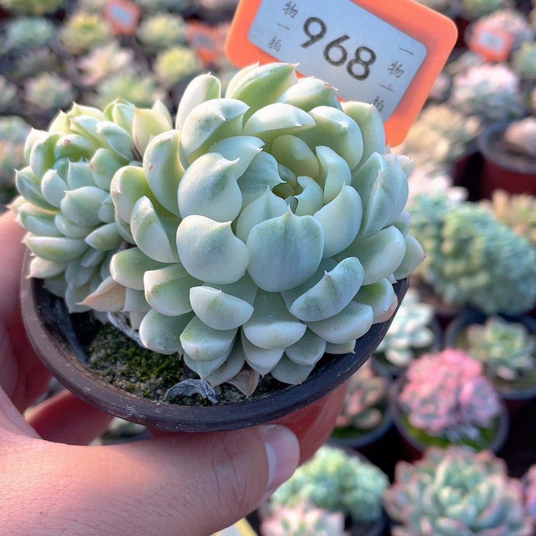 香草月影锦两个968个