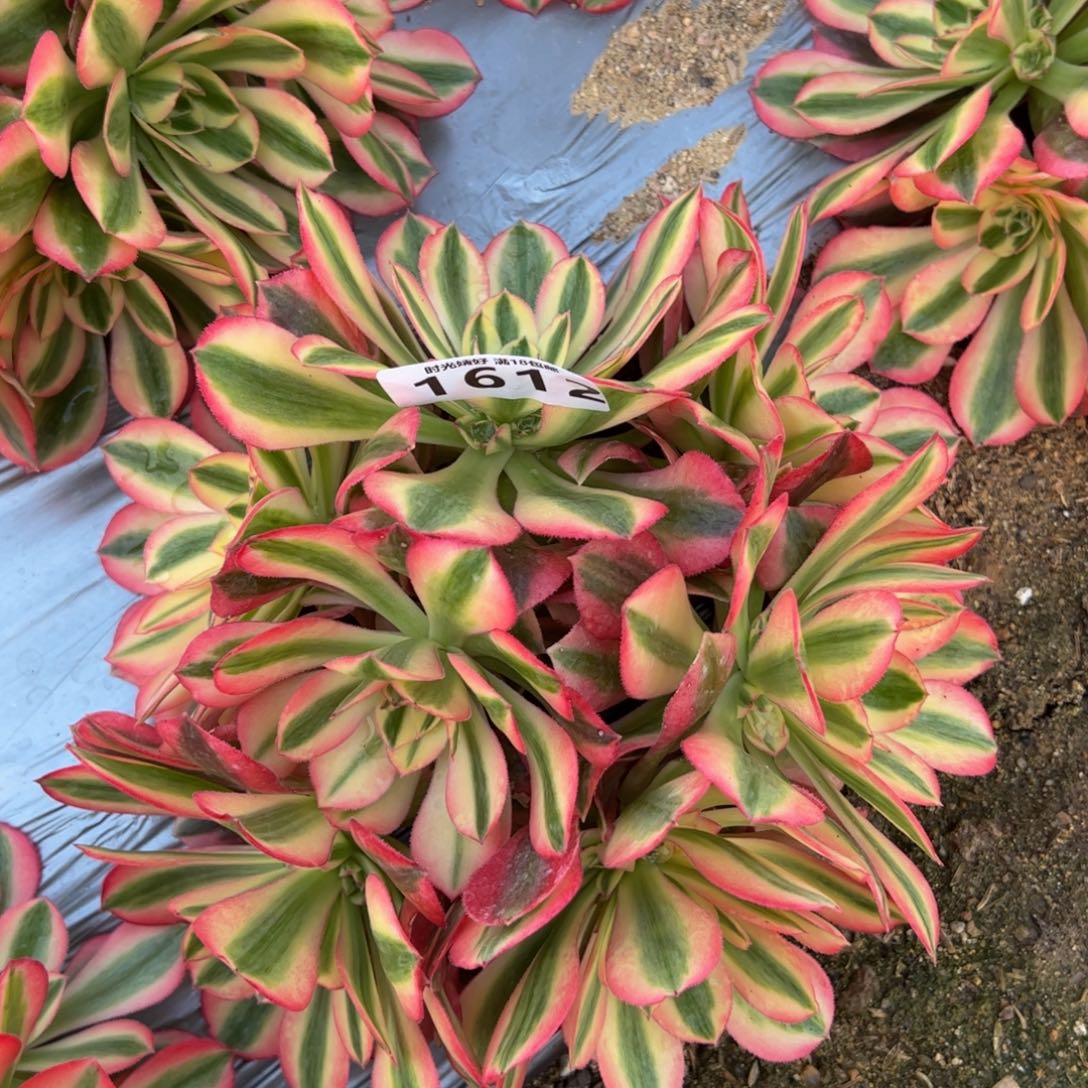 1612粉女巫多肉植物