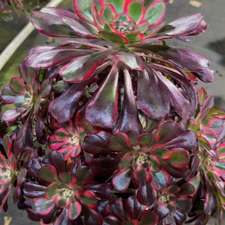 00000000000760丽娜多肉