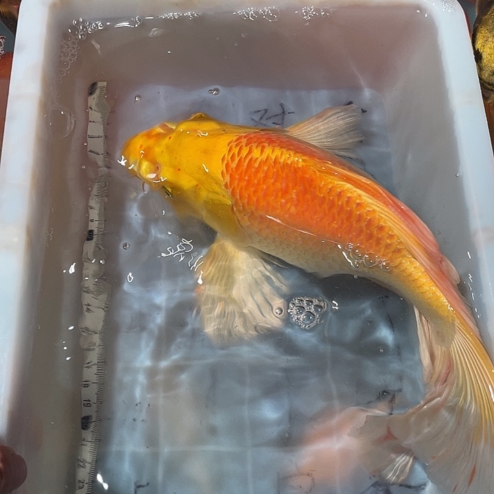 蝴蝶鲤渔场直发62