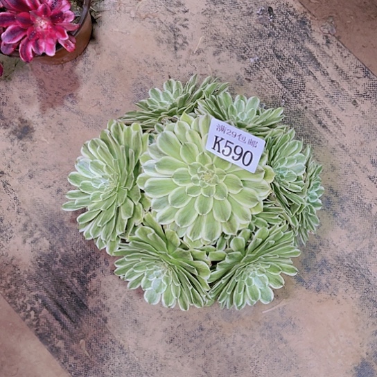 590碧浪多肉植物