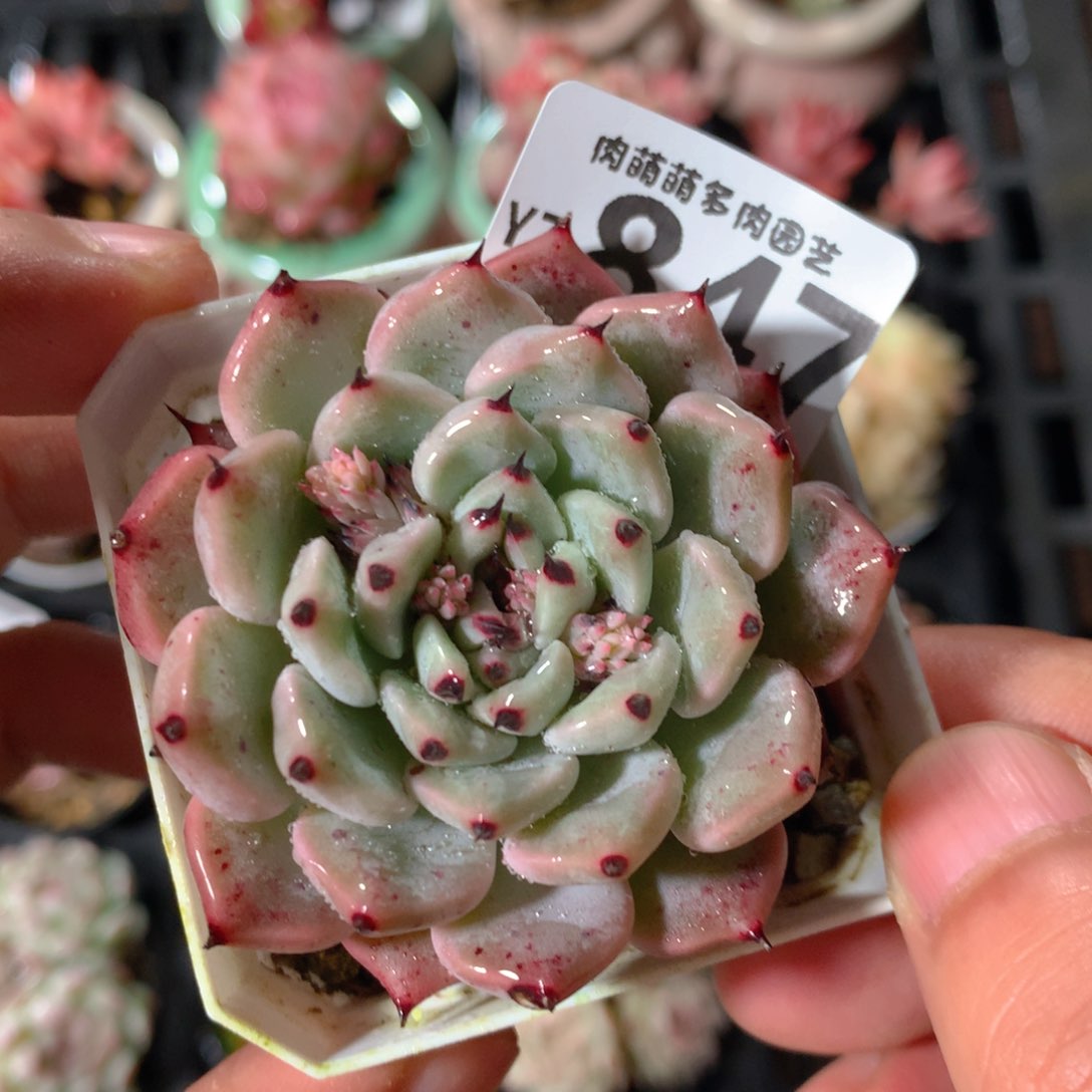 5CM拇指盆精控多肉YZ847