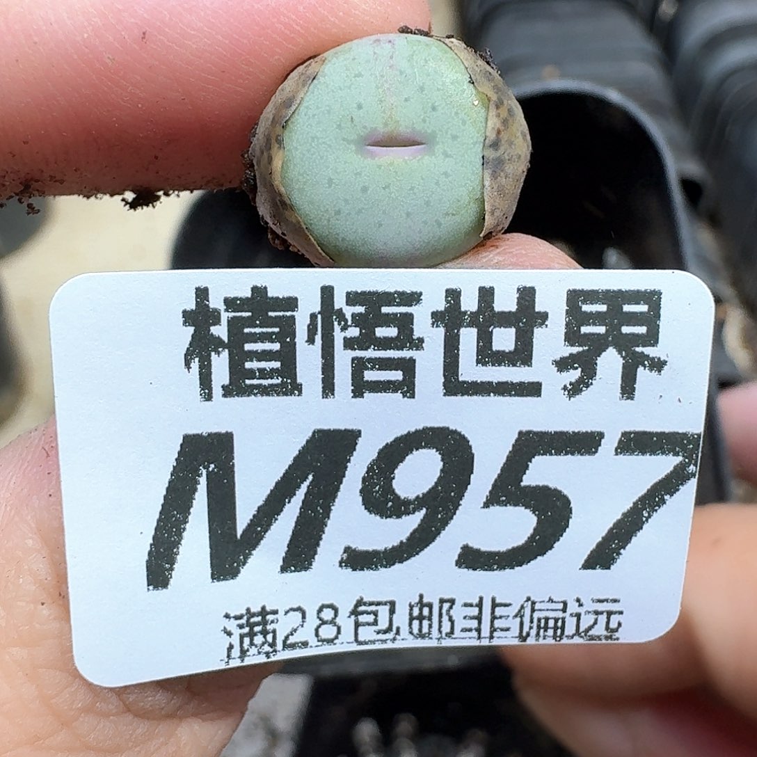 多肉植物的润泽额的g
