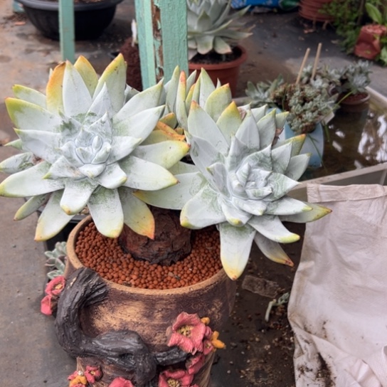 小*姐姐看看～一物一拍