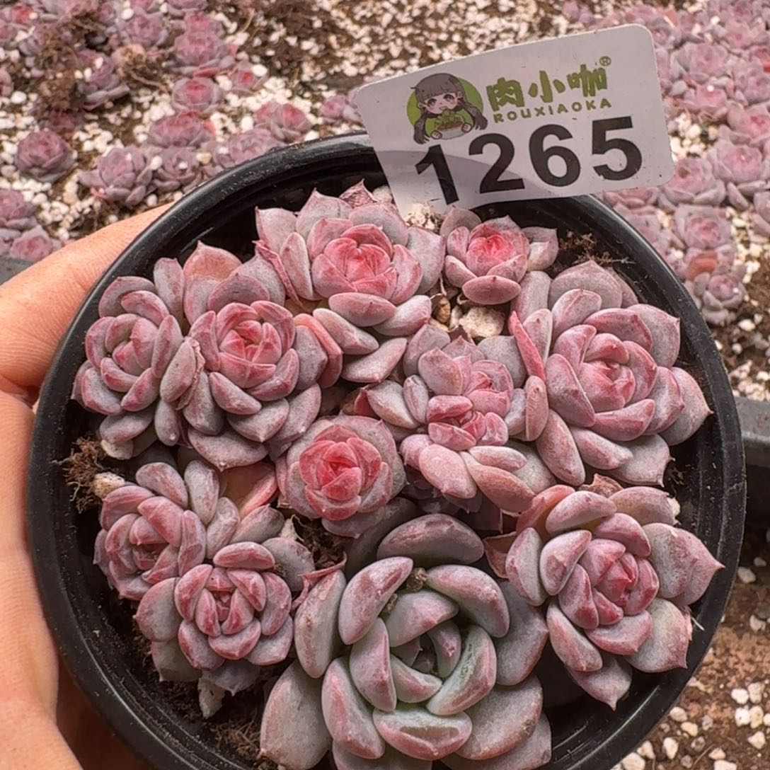 多肉植物多肉植物