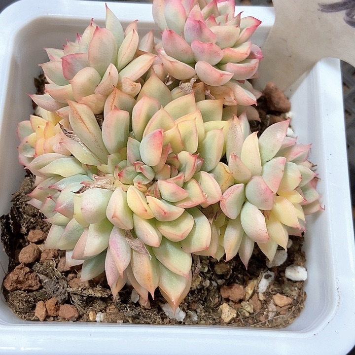多肉植物女雏锦1036