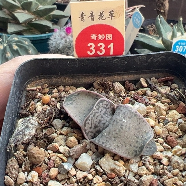 红体恐龙卧牛一棵