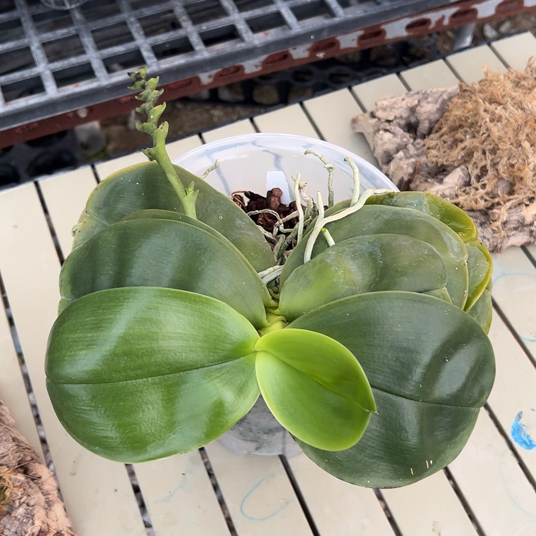 完全开放7寸老狗叶子瑕疵