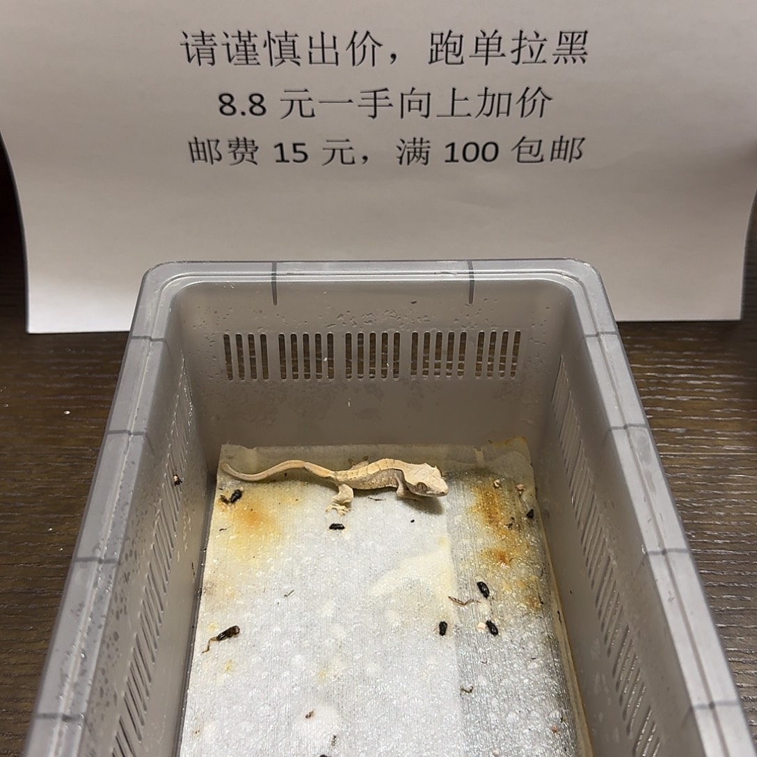 睫角守宫奶油三色 