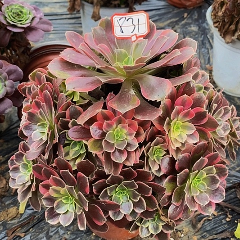 金丝雀老桩捧花831号