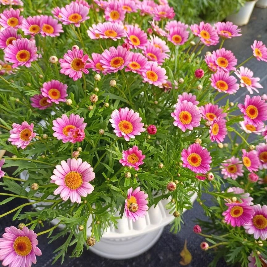 玛格丽特盆栽耐寒耐热多季节开花阳台庭院易养护植物