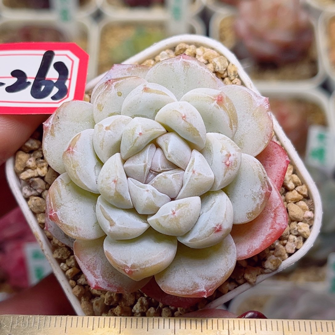 F263一物一拍 八方晶