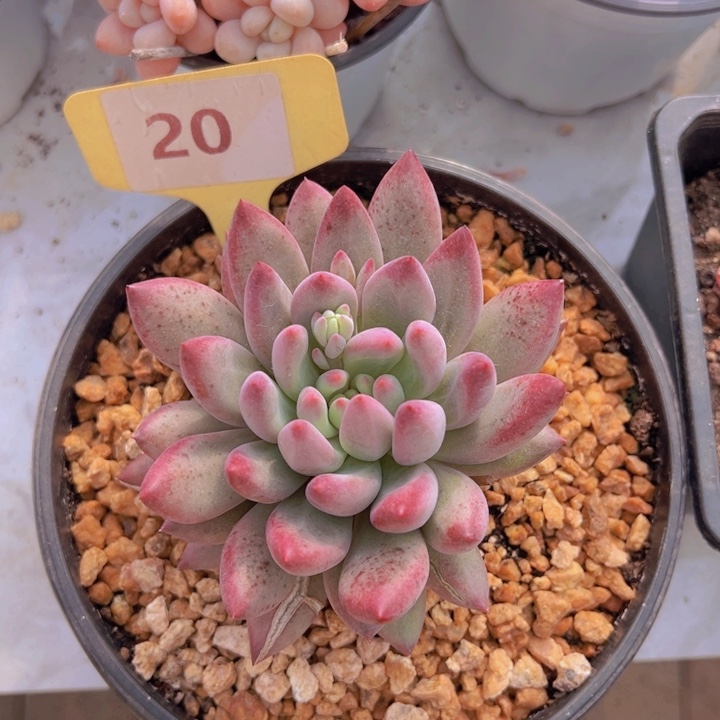 健健康康平平安安