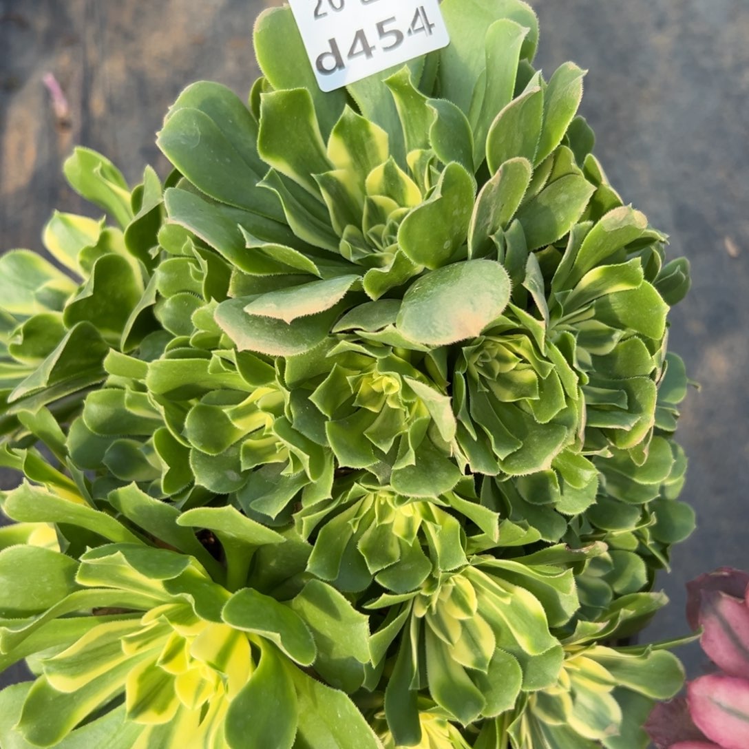 454新尼亚，多肉法师