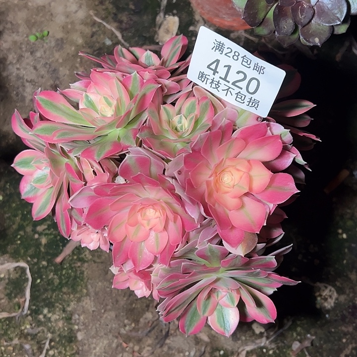 4120丛林粉女巫多肉植物