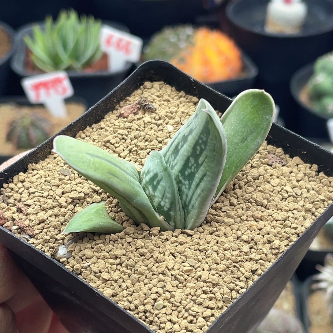 实生短叶绿冰卧牛